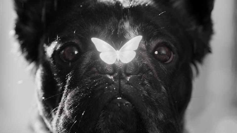 The winged French bulldog, shot 1: The glowing butterfly rests on its wet black nose.