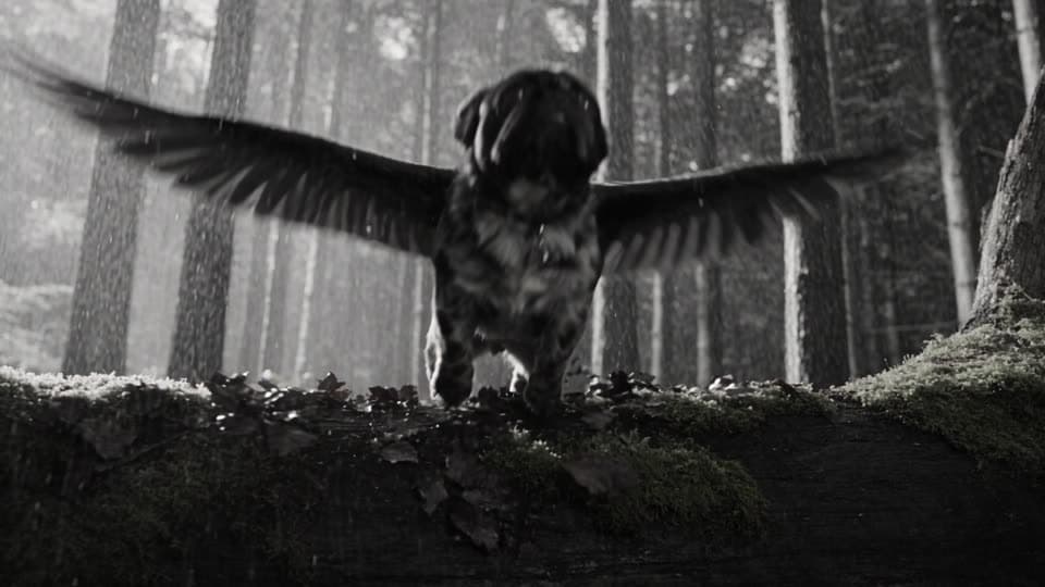 The winged French bulldog, shot 3: It pounces off a mossy log, wings snapping open.