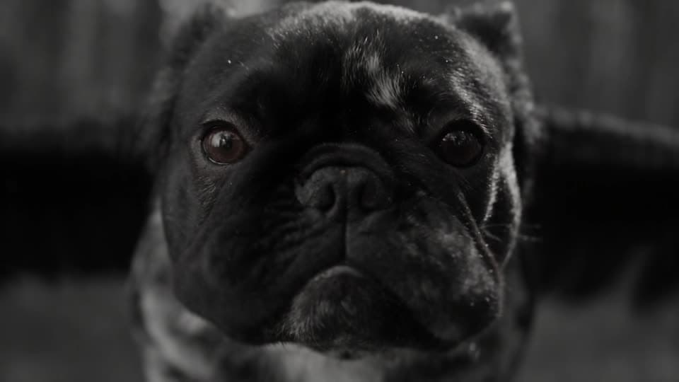 The winged French bulldog, shot 6: Its face mid-flight, jowls flapping in the wind.