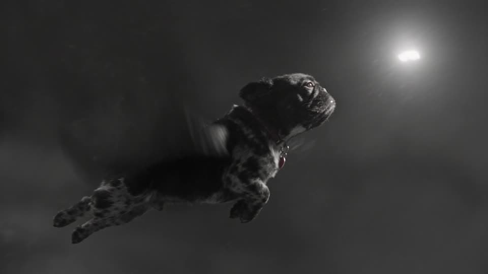 Shot 10: the winged French bulldog climbing into the storm clouds