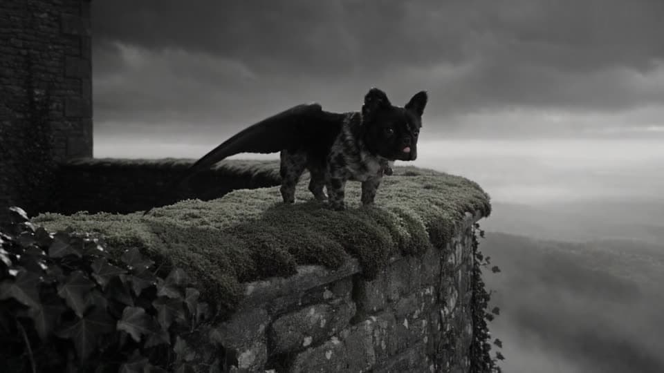 The winged French bulldog on a mossy stone wall above a misty valley