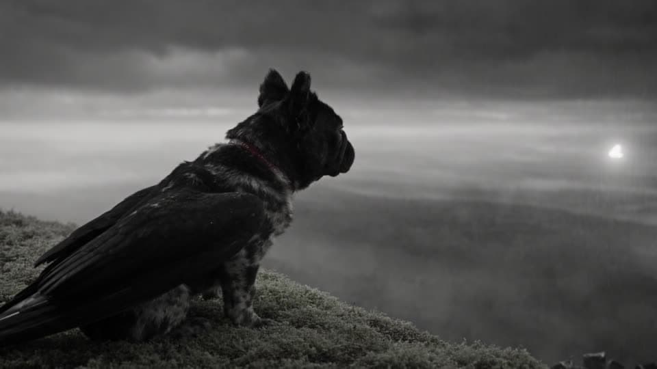 The winged French bulldog, shot 13: It settles and gazes out over the stormy valley.