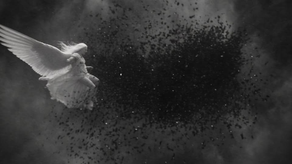 Shot 3: Their wings slam together and feathers explode outward.